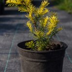 Tis japonský (Taxus cuspidata) ´AURESCENS´ - výška 20-30 cm, kont. C2L