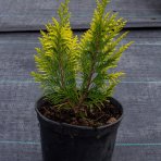 Cypruštek Lawsonov (Chamaecyparis lawsoniana)  ´IVONNE´ - výška 20-40cm, kont. C5L