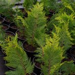 Cypruštek Lawsonov (Chamaecyparis lawsoniana)  ´IVONNE´ - výška 20-40cm, kont. C5L