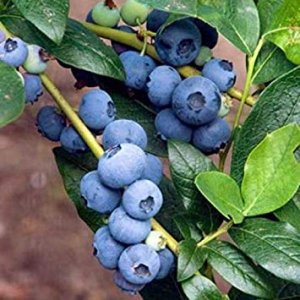 Čučoriedka kanadská (Vaccinium corymbosum) ´PATRIOT´- skorá odroda 30-60 cm; kont. C1L