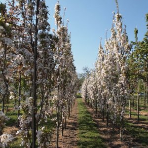 Okrasná čerešňa (Prunus serrulata) ´AMANOGAWA´- výška: 180-220 cm, obvod kmeňa: 8/10 cm, kont. C15L