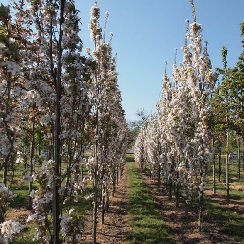 Okrasná čerešňa (Prunus serrulata) ´AMANOGAWA´- výška: 160-180 cm, obvod kmeňa: 6/8 cm, kont. C15L
