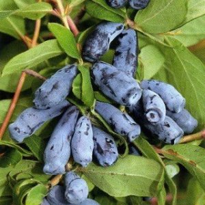 Zemolez kamčatský (Lonicera kamtschatica) ´WOJTEK´ - skorá letná 30-50 cm; kont.C1L