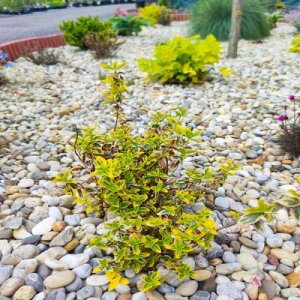 Bršlen Fortuneov (Euonymus Fortunei) ´EMERALD ´N GOLD´ - výška 15-25 cm, kont. C2L