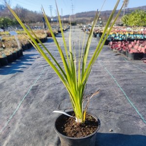 Kordylína austrálska (Cordyline Australis) - výška 40-60cm, kont. C5L (-12°C)