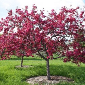 Okrasná jabloň (malus) ´ROYALTY´ - výška 90-110 cm, kont. C5L 