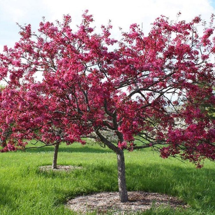 Okrasná jabloň (malus) ´ROYALTY´ - výška 90-110 cm, kont. C5L 