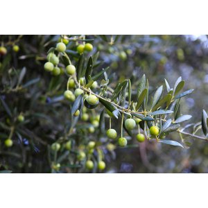 Olivovník európsky (Olea europaea) (-12°C) - výška 40-70cm, kont. C1.5L