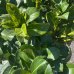 Vavrínovec lekársky (Prunus Laurocerasus) ´ETNA´® - výška 30-40 cm, kont. C2.5L (-23°C)