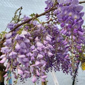 Vistéria čínska (Wisteria sinensis) ´PROLIFIC´ - výška 170-200 cm, kont. C25L