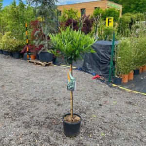 Vavrínovec lekársky (Prunus laurocerasus) ´OTTO LUYKEN´ - 120-140 cm, kont. C10L – NA KMIENKU (-24°C)