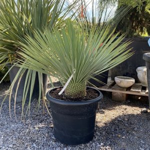 Yucca Rostrata - výška kmeňa 10-15 cm, celková výška 50+ cm, kont. C20L (-22°C)