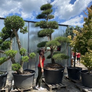 Borovica čierna (Pinus nigra) ´NIGRA´ - výška 250-300 cm, kont. C500L – BONSAJ