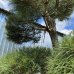 Borovica čierna (Pinus nigra) ´NIGRA´ - výška 250-300 cm, kont. C500L – BONSAJ