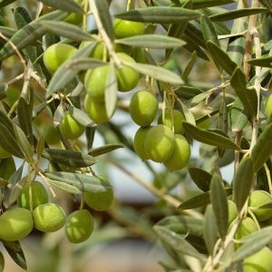 Olivovník európsky (Olea europaea) (-12°C) - výška 30+ cm, kont. C2L