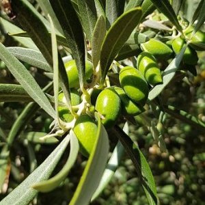 Olivovník európsky (Olea europaea) (-12°C) - výška 70-100cm, kont. C2L