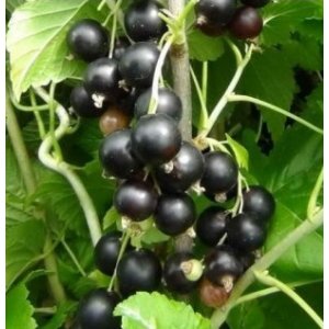 Ríbezľa kríčková čierna (Ribes nigrum) ´RUBEN´ - stredne skorá 30-60cm, kont. 2L