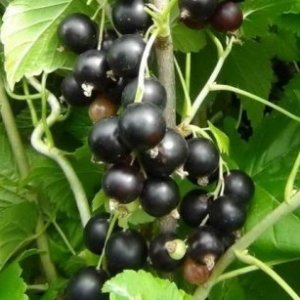 Ríbezľa čierna (Ribes nigrum) ´RUBEN´ - stredne skorá 30-60 cm, kont. 2L - KRÍKOVÁ