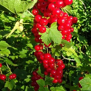 Ríbezľa červená - kríčková (Ribes rubrum) ´ROLAN´ - neskorá 30-60 cm; kont. 2L