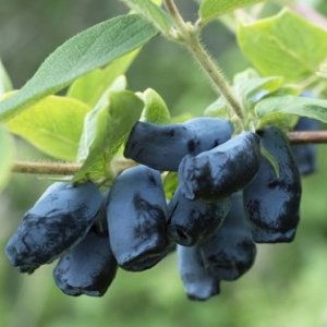Zemolez kamčatský (Lonicera kamtschatica) ´HONEYBEE´- skorá letná 30-60 cm; kont. C1L