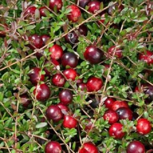 Brusnica veľkoplodá  (Vaccinium macrocarpon) ´STEVENS´ - stredne skorá 10-20 cm, kont.P9