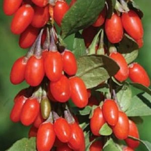 Kustovnica čínska (Lycium chinense) ´Goji Korean Big´ 20-30 cm, kont. C1L/C2L