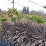 Cordyline ´PURPLE TOWER´ - veľkosť kmeňa 25-40cm, výška 140-160cm, kont. C18L (-12°C)