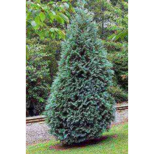 Cypruštek Lawsonov Chamaecyparis lawsoniana ´SNOW WHITE´ výška 15