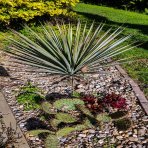 Yucca Rigida – výška 60-90cm (-18°C) 