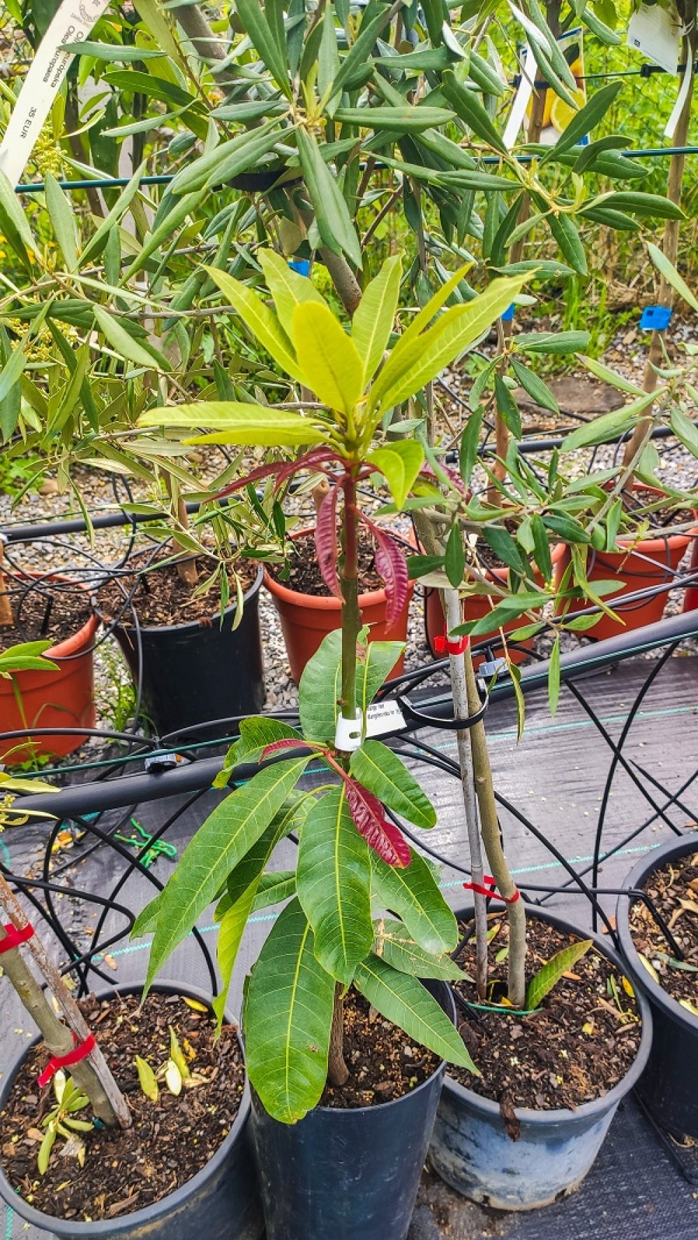 Mango ´KENT´výška 7090 cm zahradnici.sk