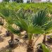 Palma konopná (Trachycarpus wagnerianus) – výška kmeňa 20-25 cm, celková výška 80-90 cm, kont. C20L (-19°C)