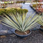 Yucca Rigida – výška 60-90cm (-18°C) 