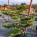 Borievka prostredná (Juniperus x Media) ´PFITZERIANA AUREA´ (-30°C) 120-130cm, kont. C35L - BONSAJ