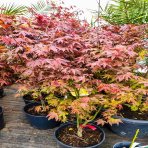 Javor dlaňolistý (Acer palmatum) ´ATROPURPUREUM´ - výška 125-150cm, kont. C18L 