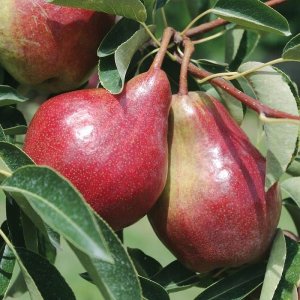 Hruška (Pyrus communis) ´Dicolor´ zimná 150-160cm - voľnokorenná