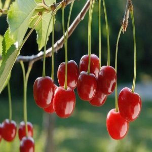 Višňa (Prunus cerasus) ´KELLERIS´ neskorá 130-160 cm - voľnokorenná