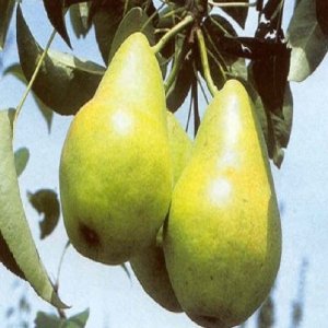 Hruška (Pyrus communis) ´Isolda´ skorá letná 110-130cm - voľnokorenná