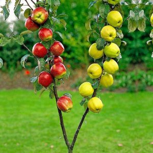 Jabloň domáca (Malus domestica) ´DUO´ (´Antonovka´+´Red Boskoop´) , 170-190 cm, voľnokorenná