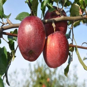 Jabloň domáca - zimná (Malus domestica) ´MALINOVÉ HORNOKRAJSKÉ´ - výška 130-150 cm, voľnokorenná