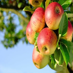 Jabloň domáca (Malus Domestica) ´PIROS´ - výška 120-140 cm, voľnokorenná