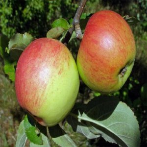 Jabloň letná (Malus Domestica) ´Sander´- výška 140-160 cm, voľnokorenná