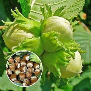 Barcelónska lieska veľkoplodá (Corylus avellana), výška 20-40 cm, kont. C2L 