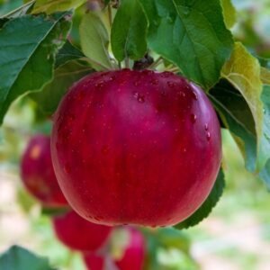 Mini broskyňa (Prunus persica) 'Honey Red' stredne skorá,  60-70 cm – voľnokorenná