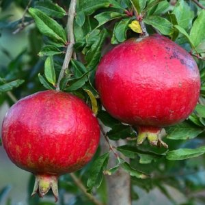 Granátové jablko (Punica granatum) ´ACCO´ - výška 100 – 120 cm, kont. C6L (-14°C) 