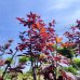 Slivka čerešňoplodá (Prunus cerasifera) ´NIGRA´ – výška 150-160 cm, kont. C7,5L 