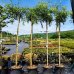 Vŕba babylonská (Salix Babylonica) - výška 270–300 cm, obvod kmeňa: 6/8 cm, kont. C18L - NA KMIENKU