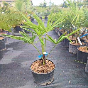 Trachycarpus fortunei  - výška kmeňa 10-20cm, celková výška 40-50 cm (-17°C) 