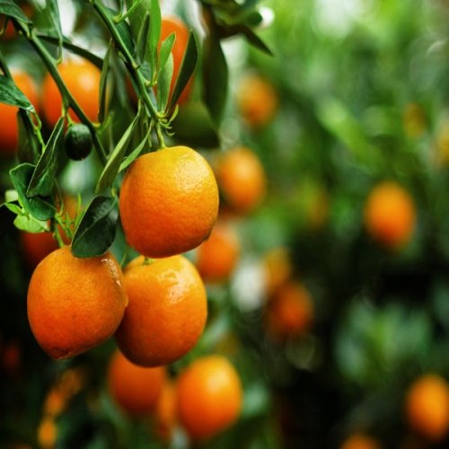 Mandarínka (Citrus clementina) ´ARRUFATINA´ - výška 80-110 cm, kont. C7,5L