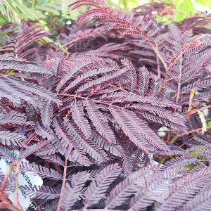 Albízia čokoládová (Albizia Julibrissin) ´SUMMER CHOCOLATE´ - výška 30-50 cm, kont. C2L