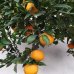 Mandarínka (Citrus clementina) ´MARISOL´ - výška 100-120 cm, kont. C10L